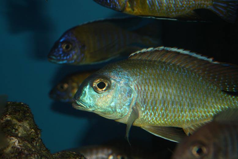 Tramitichromis lituris 'Mdoka'